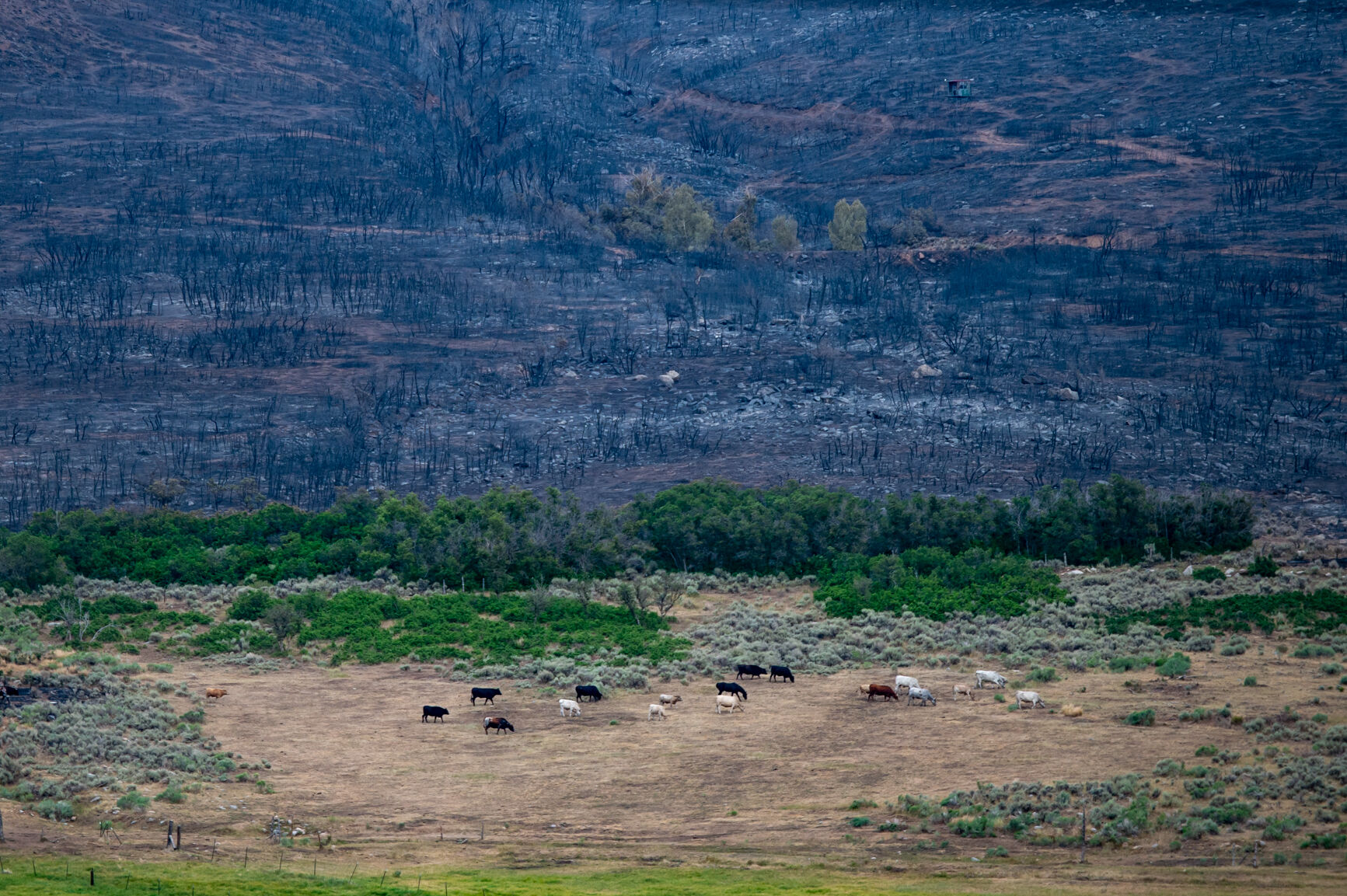 071725 LR Tour to Gateway Amidst Turner Gulch and Wright Draw Fires009.JPG